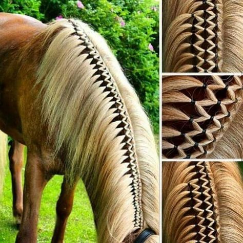 Horse Hair Styles, Horse Hair Ideas, Horse Hairstyles, Mane Braids, Horse Mane Braids, Horse Braids, Horse Hair Braiding, Horse Braiding, Horse Care Tips