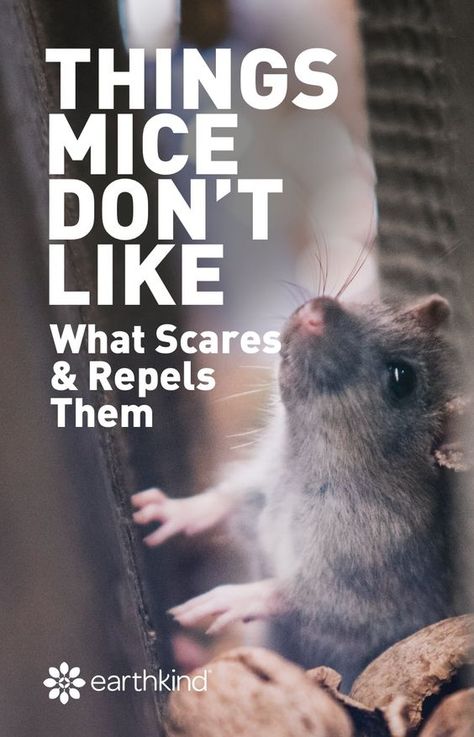 We know what mice hate. You know what they say, keep your friends close and your enemies closer. It’s time you get to know mice a little better so you can kick them out for good. #pests #control Mouse Deterant, How To Repel Mice, Diy Mice Repellent, Mouse Deterrent, Mouse Poison, How To Deter Mice, Catch A Mouse, Getting Rid Of Rats, Get Rid Of Spiders