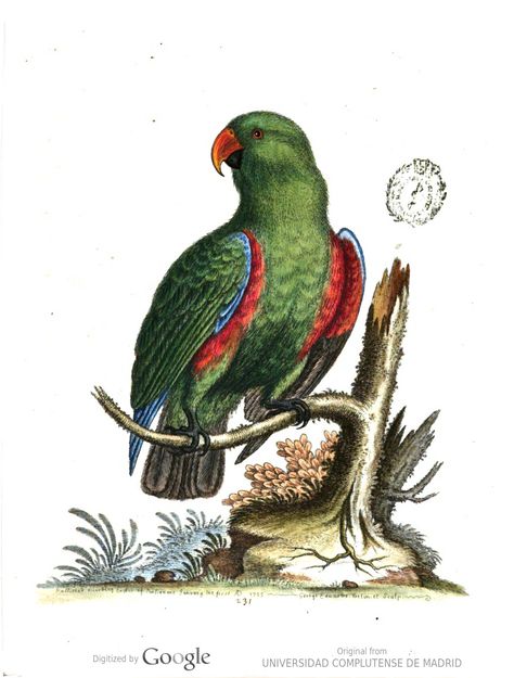 Gleanings of Natural History by George Edwards Vintage Lithographs, Seed Labels, Green Macaw, Parrot Illustration, Animal Art Illustration, Paint Birds, Orchid Wall Art, Parrot Drawing, Dog Characters