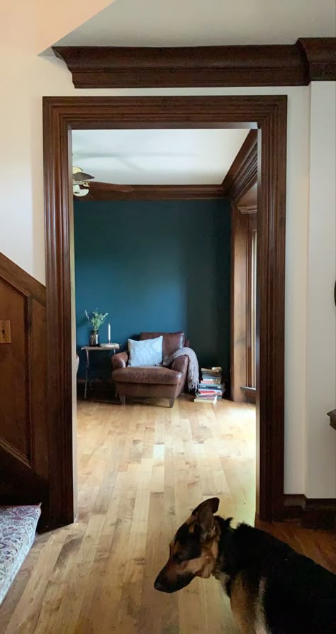 Dark wood Mahogany Trim with Narragansett Green paint color Dark Wood And Paint Colors, White Walls With Dark Brown Trim, Dark Trim Wood Floors, Dark Wood Crown Molding, Dark Brown Baseboards, Carpet With Wood Trim, Dark Wood Floor Green Walls, Mahogany Trim Living Room, Dark Stained Trim Interior