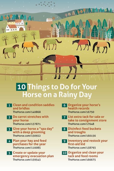 Tips For Riding Horses, Training A Horse, Things To Do With Horses, Things To Know About Horses, Fun Things To Do With Your Horse, Horse Knowledge, Animal Barn Ideas, Barn Ideas For Horses, Things To Do With Your Horse