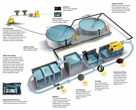 Land based system overview Ras System, Prawn Farming, Aquaculture Fish, Hydroponic Grow Systems, Greenhouse Diy, Farming Ideas, Film Technique, Aqua Culture, Aquaponic Gardening