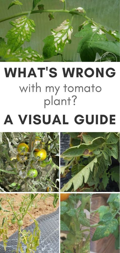 If you’ve ever grown tomatoes before, you’re probably familiar with tomato leaf problems. You might have noticed your tomato plant leaves turning yellow, brown, or getting spots. SO WHAT CAUSES THESE TOMATO PLANT PROBLEMS? We all love the flavor of a home Tomato Leaf Problems, Tomato Plant Diseases, Tomatoes Plants Problems, Tanaman Tomat, Tomato Problems, Tomato Leaves, Plant Leaves Turning Yellow, Compost Container, Growing Tomato Plants