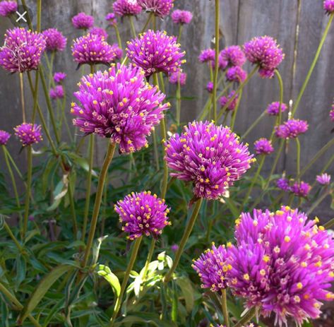 "Fireworks" gomphrena Firework Flowers, Quick Starters, Gomphrena Flowers, Gomphrena Globosa, Globe Amaranth, Cut Flower Garden, Lake Pictures, Plant List, Gardening Plants