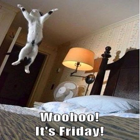 Woohoo It's Friday quotes quote cat friday happy friday tgif days of the week friday quotes its friday Söt Katt, Funny Animal Quotes, Here Kitty Kitty, Funny Cat Pictures, Animal Quotes, Kitty Kitty, Funny Animal Pictures, Nap Time, Crazy Cat