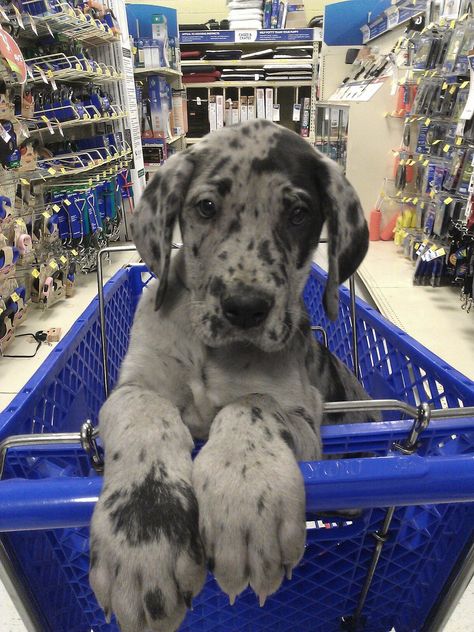 A Puppy, Great Dane, Shopping Cart, A Black, Blue, White, Black