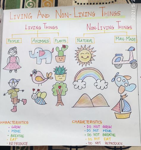 Chart telling about living things and non living things it's characteristics and it's bifurcation. Kindergarten Living Things Activities, Living And Non Living Activities For Kindergarten, Living Nonliving Anchor Chart, Living And Nonliving Anchor Chart Kindergarten, Needs Of Living Things Grade 1, Living And Nonliving Anchor Chart, Living And Not Living Things Worksheet, Living Thing Non Living Thing Worksheet, Living And Non Living Things Activity For Kindergarten