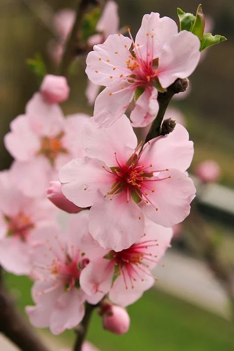 Espalier Fruit Trees, Apple Blossom Flower, Winter Wedding Color Palette, Apple Flowers, Apple Blossoms, Winter Wedding Colors, Apple Art, Flower Alphabet, Chinoiserie Wallpaper