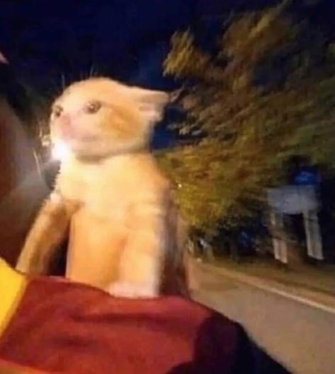 IG: closedapp on Twitter: "instead of texting "on my way" ima just send this https://t.co/EACUVwam1W" / Twitter Cat Reaction Pics, Cat Reaction, Goofy Cats, Silly Kitties, Cats Pictures, Silly Cats Pictures, Silly Animals, Reaction Images, On My Way