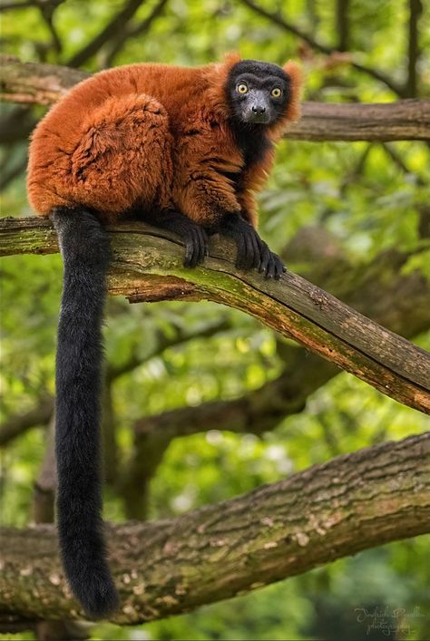 Red Ruffed Lemur, Madagascar Animals, Ruffed Lemur, Ape Monkey, Great Ape, Interesting Animals, Primates, Monkeys, Madagascar