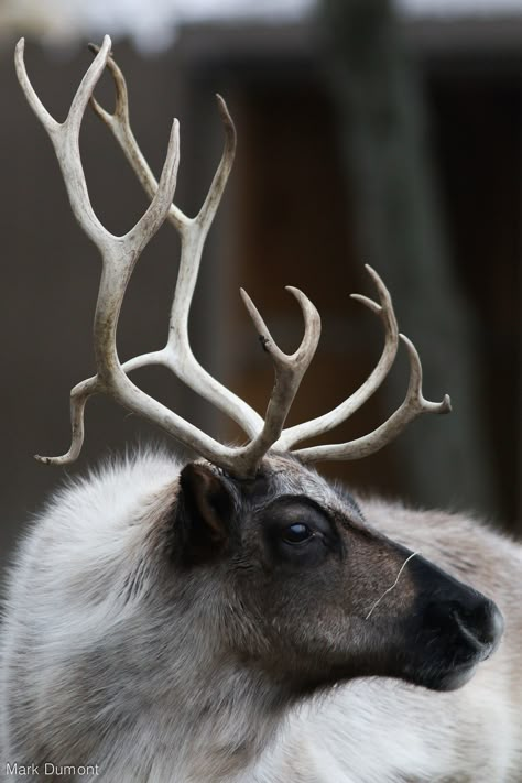 Reindeer Reference Photo, Hooved Animals, Reindeer Photo, Reindeer Horns, Columbus Zoo, Wild Animals Photography, Deer Illustration, Wildlife Reserve, Animal Study