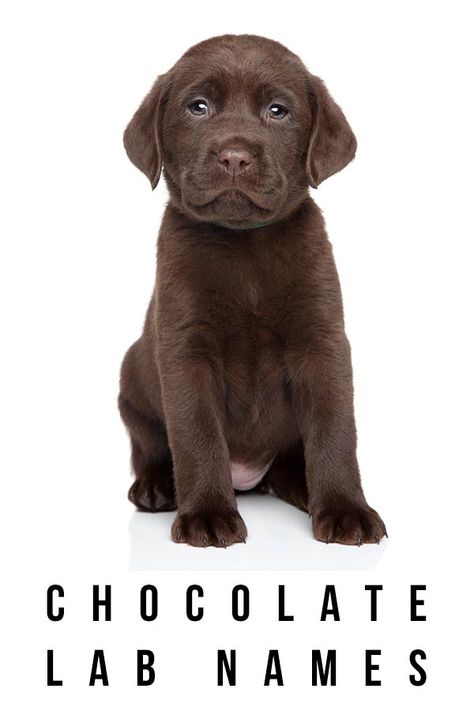 Chocolate Lab Names - The Best Chocolate Names For Your New Friend Chocolate Lab Puppy Names, Chocolate Lab Names, Country Dog Names, Puppies Names Female, Chocolate Names, Chocolate Lab Puppy, Fun Facts About Dogs, Dog Name Ideas, Cute Puppy Names