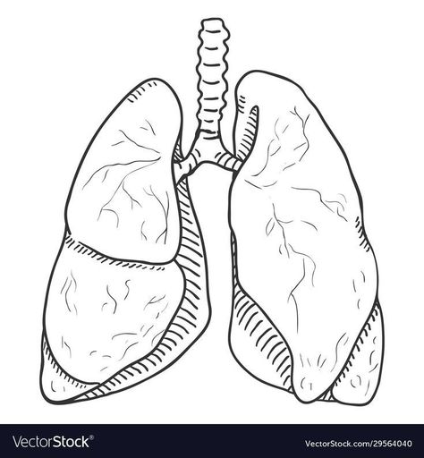 Lung Drawing, Organ Illustration, Lungs Drawing, Lungs Art, Anatomical Illustration, Medical Drawings, Human Lungs, Sketch Human, Drawing Anatomy