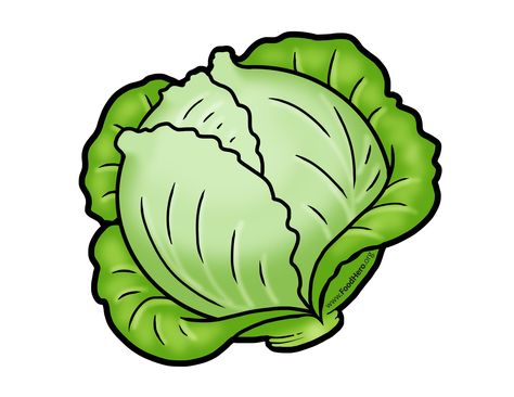 Cabbage illustration #illustration #cabbage Veggie Clipart, Fruits Animation, Cabbage Cartoon, Veggies Drawing, Cabbage Illustration, Vegetables Names With Pictures, Vegetables Drawing, Vegetable Clipart, Cabbage Vegetable