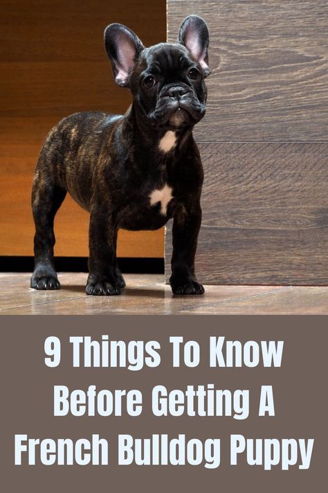 How To Train A French Bulldog Puppy, French Bulldog Training Tips, Puppy French Bulldog, Adult French Bulldog, French Bulldog Accessories, Merle French Bulldog Puppy, Frenchy Puppy, Farm Animals Ideas, Frenchie Bulldog Puppy