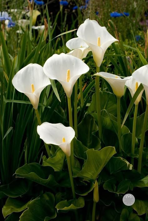 Calla Lilly Aesthetic, Calla Lily Garden Design, White Plants Aesthetic, Calily Flower, Calilily Flower, Calla Lily Aesthetic, Arum Flower, Calle Lily, Arum Lillies