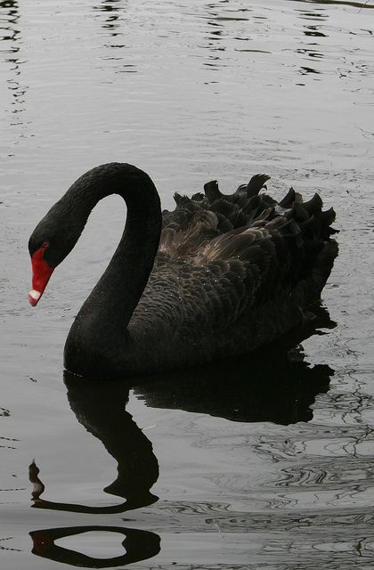 Believed to be mythical, black swans in fact turned out to be quite real. Black Swans, Wild Beauty, Black Swan, 귀여운 동물, Beautiful Creatures, Beautiful Birds, Animal Kingdom, Ducks