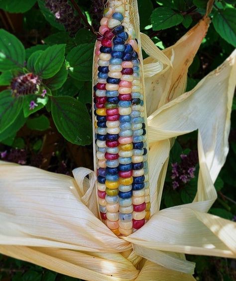 Corn Reference, Corn Aesthetic, Colorful Corn, Mexico Garden, Gem Corn, Rainbow Corn, Glass Gem Corn, Farmer Girl, Indian Corn