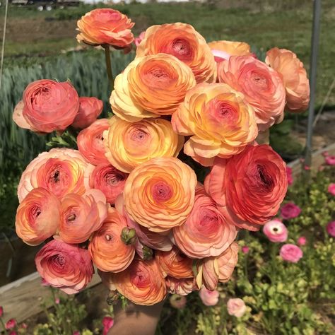 Ranunculus Garden, Ranunculus Wedding, Ranunculus Bouquet, Flower Identification, Flower Farming, Ranunculus Flowers, Organic Compost, Cut Flower Garden, Tea Roses