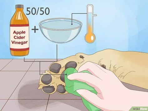 Apple Cider Vinegar For Dog Paws, Dog Paw Infection, How To Clean Dog Paws, Home Remedy For Dogs Itchy Paws, Stinky Dog Paw Remedy, Dog Chewing On Paws Remedies, Yeast Infection In Dogs Paw, How To Treat Yeast On Dog Paws, Diy Paw Cleaner For Dogs