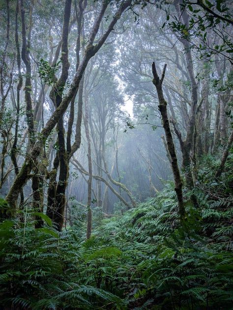 Wander through the enchanting mist of Anaga National Park! 🌲 Dive into the magic of Tenerife’s lush forest. Click to uncover its secrets! #MistyWonders #AnagaAdventure European Forest, French Forest, Tenerife Spain, Lush Forest, Misty Forest, Nature Wallpapers, Nature Wallpaper, Mist, Lush