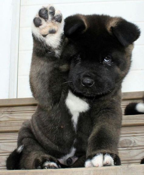 American Akita Dog, Caine Husky, Japanese Akita, Akita Puppies, American Akita, Akita Dog, Akita Inu, Labrador Retriever Puppies, Yorkshire Terrier Puppies