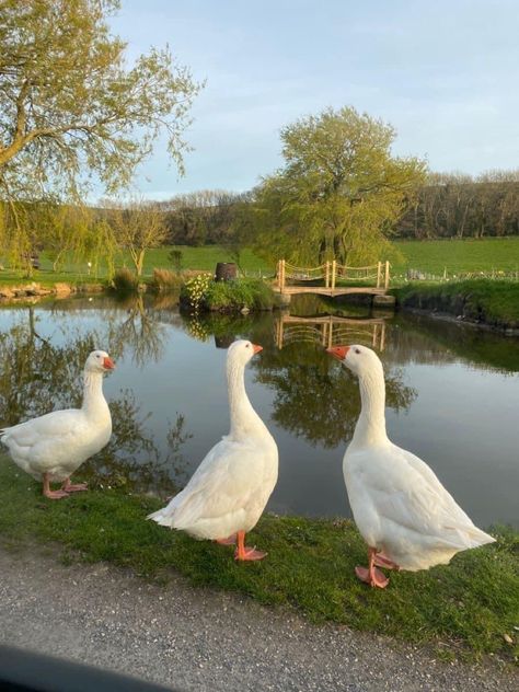 A Soft Life, Runner Ducks, Pet Ducks, Future Farms, Cottage Aesthetic, Duck Pond, Farm Lifestyle, Dream Farm, Garden Animals