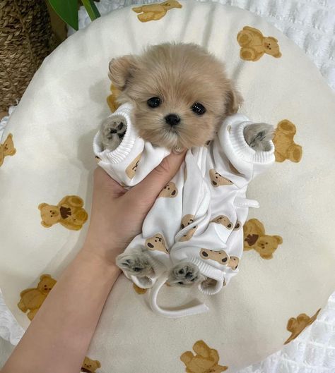 Cute Puppies Fluffy, Cute Puppies French Bulldog, Cute Kittens And Puppies, Small Fluffy Dogs Breeds, Cute Maltipoo Puppies, Really Cute Dogs And Puppies, Cute Dog Cakes, Small Fluffy Puppies, Funny Dog Pictures Hilarious