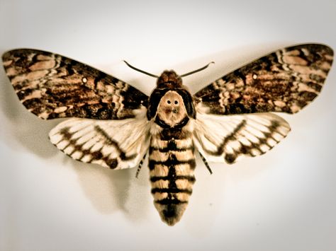 Deaths head Hawkmoth for my tattoo Atropos Tattoo, Hawk Moth Tattoo, Deadhead Moth, Deathhead Moth, Insect Reference, Moth Drawing, Skull Moth, Organic Tattoo, Wet Specimen