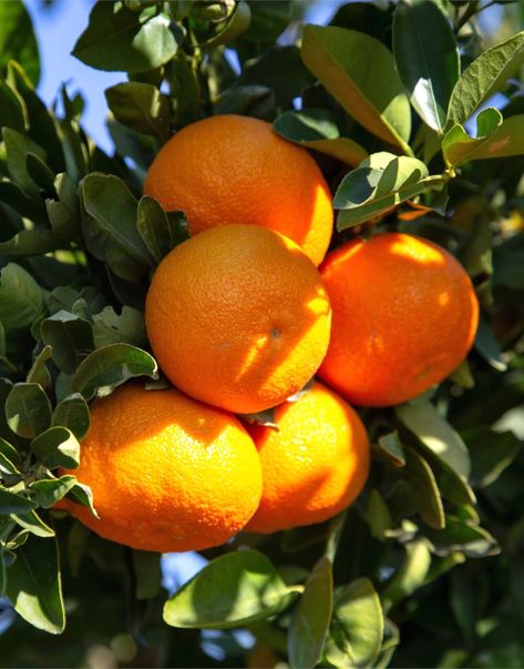 Satsuma Tree, Clementine Fruit, Clementine Tree, Satsuma Orange, Tangerine Tree, Mandarin Tree, Tattoo Plant, Orange Skin, Fruit Photography