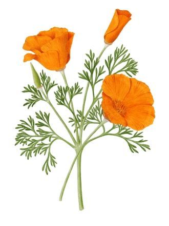 Poppy Botanical Illustration, Poppy Botanical, Flower Poppy, California Poppy, Botanical Illustration, Poppies, Pencil, California, Orange