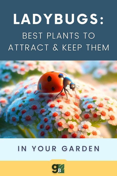 Discover the ultimate guide on how to attract ladybugs to your garden and maintain their presence! Ladybugs are not only beautiful but also incredibly beneficial for your plants. Learn the best plants and methods to attract these friendly insects and keep them thriving in your garden ecosystem. How To Attract Ladybugs To Your Garden, Garden Ecosystem, Get Rid Of Aphids, Perennial Garden Plans, Gardening Herbs, Organic Gardening Pest Control, Herbs Plants, Ladybug Garden, Garden Insects