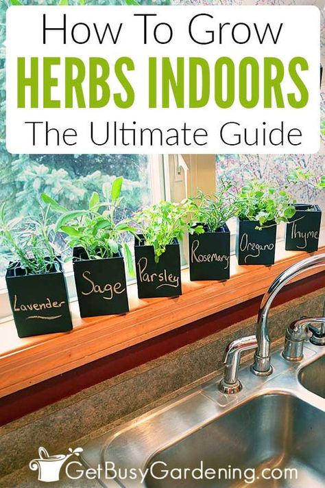 Sunlight Room, Garden In Kitchen, Grow Herbs Indoors, Kitchen Herb Garden, Indoor Herbs, How To Grow Herbs, Growing Herbs Indoors, Herb Plants, Herb Garden In Kitchen