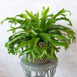 Read how to grow and care for a Fishtail Fern (Microsorum): https://www.houseplant411.com/houseplant/kangaroo-paw-fern-how-to-grow-care-guide-microsorum-diversifolium House Yard Ideas, Garden Ferns, Easy Gardening Ideas, Bird's Nest Fern, Ferns Care, Plant Jungle, Grow From Seed, Ferns Garden, White Flower Farm