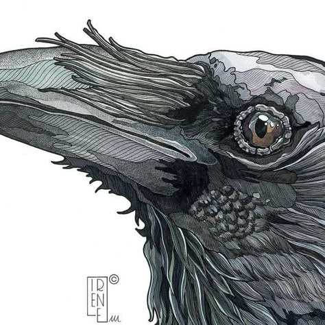 Irene Meniconi | Animal watercolor artist on Instagram: "“Raven” 50 x 70 cm Watercolor, ink, markers, colored pencils and gouache on paper. Private collection ⭐️ Limited edition available in my shop! 🔗 Link in bio • 🇮🇹 “Corvo” 50 x 70 cm Acquerello, china, matite, markers e gouache su carta. Collezione privata ⭐️ Stampe in edizione limitata disponibili nel mio shop! 🔗 Link in bio . . . #raven #ravenart #ravenpainting #birdportrait #birdartwork #birdart #birdpainting #mixedmediaartwork #watercolorandink #watercolor #inkdrawing #animalartwork #animalart #animalartist" Ink And Colored Pencil, Watercolor And Pencil Art, Raven Art Drawing, Irene Meniconi, Raven Drawing, Crow Drawing, Ink And Watercolor Art, Dandelion Painting, Crow Painting