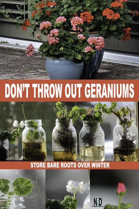 Geranium Propagation, Winter Geraniums, Geranium Cuttings, Overwinter Geraniums, Geraniums In Pots, Overwintering Geraniums, Overwintering Plants, Trough Garden, Canna Bulbs