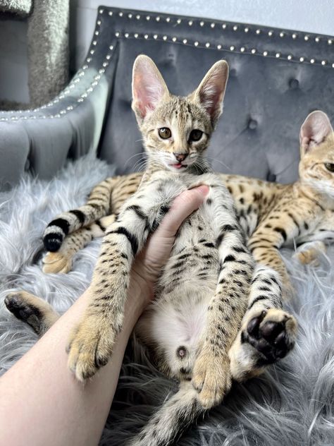 Savannah Kitten, F2 Savannah Cat, Savannah Cat, Savannah Chat, Cats And Kittens, Kittens, Animals