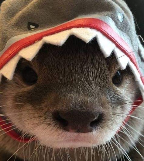 Cute Otters, Otters Cute, Sea Otters, Silly Animals, Cute Animal Photos, Animal Photos, Little Animals, Cute Little Animals, Cute Funny Animals