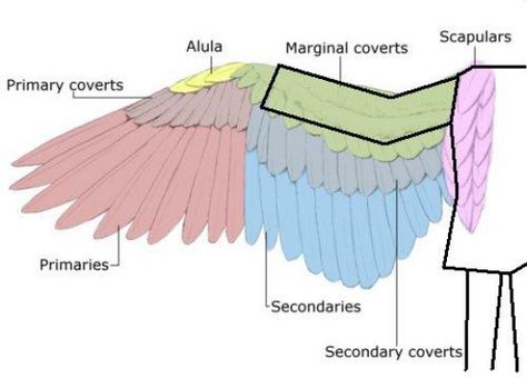 How to Make Life-Size Paper Wings Wing Anatomy, Bird Anatomy, Cosplay Wings, Diy Wings, Paper Wings, Wings Drawing, Wings Art, Animal Anatomy, Bird Wings