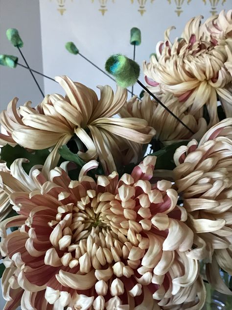 Chrysanthemum 'Vienna Copper'~Image via Florapodium Neutral Color Flowers, Blue Nigella, Japanese Chrysanthemum, Peonies And Hydrangeas, Parrot Tulips, Moody Wedding, Cut Flower Garden, Chrysanthemum Flower, Pollinator Garden