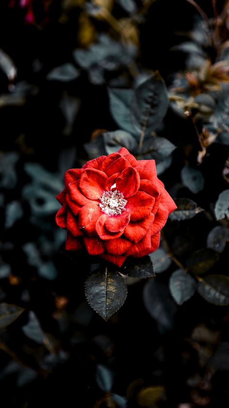 Rose, red, bud, bush, garden wallpaper Check more at https://www.backgroundscool.com/flowers/rose-red-bud-bush-garden-wallpaper/ Flower Mobile, Hd Wallpaper Iphone, Beautiful Wallpaper For Phone, Aesthetic Korean, Flowers Wallpapers, Wallpaper For Phone, Beautiful Flowers Wallpapers, Beautiful Wallpaper, Cellphone Wallpaper