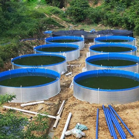 Aquaculture Fish Farming, Bamboo Greenhouse, Fish Farming Ponds, Shrimp Pond, Aqua Ponics, Pool Solar Panels, Large Fish Tank, Fish Tilapia, Aquaculture Fish