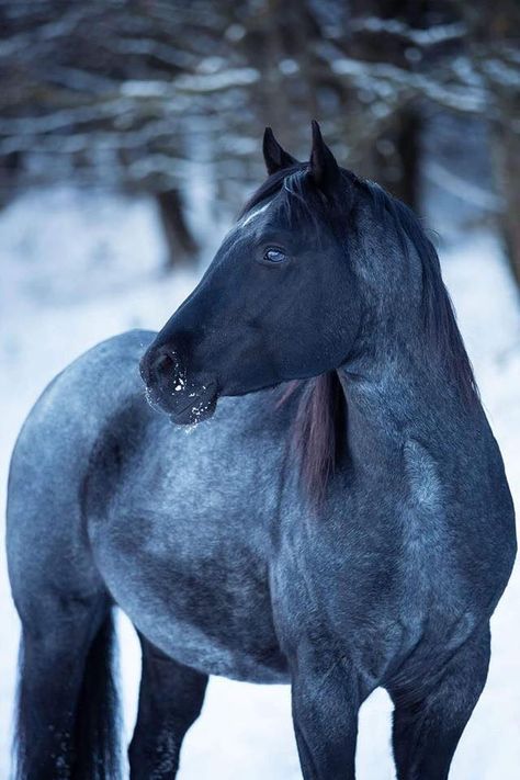 Black Roan which looks mysterious! Black Roan Horse, Jack Hawthorne, Blue Roan Quarter Horse, Blue Roan Horse, Aesthetic Horses, Rare Horse Breeds, Silver Samurai, Rare Horses, Cute Horse Pictures