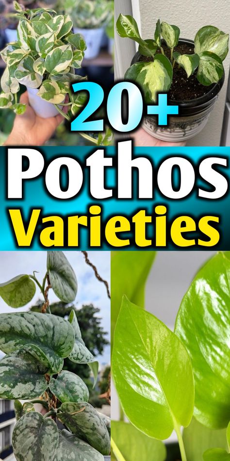 Pothos varieties with names and pictures Different Types Of Pothos, Pink Pothos Plant, Pothos Plant Types, Rare Pothos Varieties, Different Pothos Plants, Hawaiian Pothos Plant, Pothos Plant Varieties, Pathos Varieties, Pothos Varieties Chart