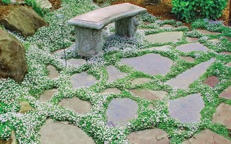 Blue Star Creeper, Wisconsin Gardening, Ground Covers, Garden Stepping Stones, Garden Steps, Ground Cover Plants, Have Inspiration, Garden Pathway, Garden Path