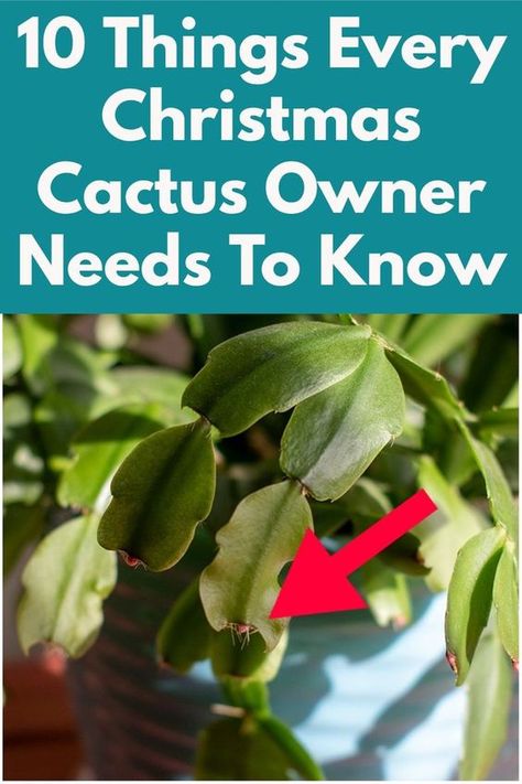 Christmas Cactus Care How To Grow, Thanksgiving Cactus Propagation, Thanksgiving Cactus Care Tips, How To Care For Christmas Cactus Plants, Christmas Cactus Care Tips, Thanksgiving Cactus Care, Xmas Cactus, Cactus Propagation, Christmas Cactus Propagation