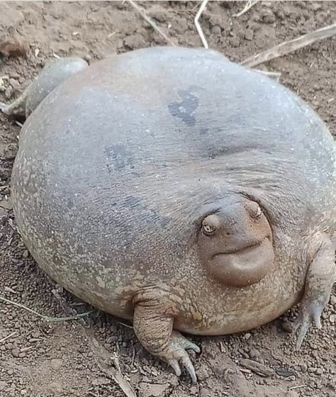 Maybe a South African Black Rain Frog. Never seen a frog like this! Weird Looking Animals, Rain Frog, Fat Animals, Saltwater Crocodile, Scary Animals, Funny Frogs, Frog Art, Unusual Animals, Australian Animals