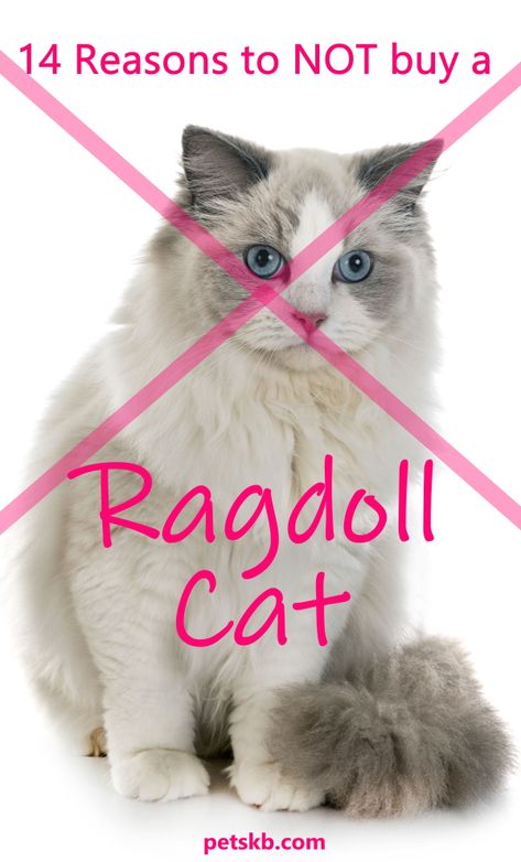 Ragdoll Cat Names, Ragdoll Cats For Sale, Katt Diy, Cat Projects, Fluffy Cats, Rare Cats, Ragdoll Cats, Cat Info, Cat Tattoo Designs