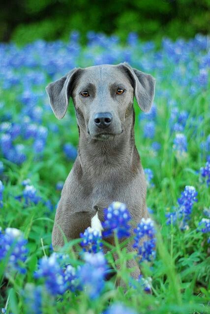 Blue Lacy - state dog in Texas Blue Lacy Dog, Blue Lacy, Dog Photoshoot, Herding Dogs, Blue Garden, Blue Bonnets, Dog Photography, Working Dogs, Animal Photo