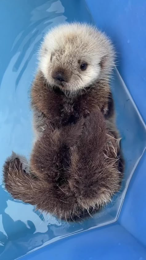 Find 'sea otter baby' on TikTok | TikTok Search Baby Sea Otters, Otters Cute, Fav Animal, Cute Aesthetics, Baby Otters, Sea Otters, Random Crafts, Baby Sloth, Sea Otter